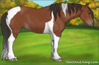 Horse Color:Bay Tobiano 