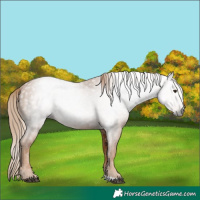 Horse Color:Gray Chestnut