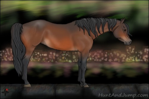 Horse Color:Bay 
