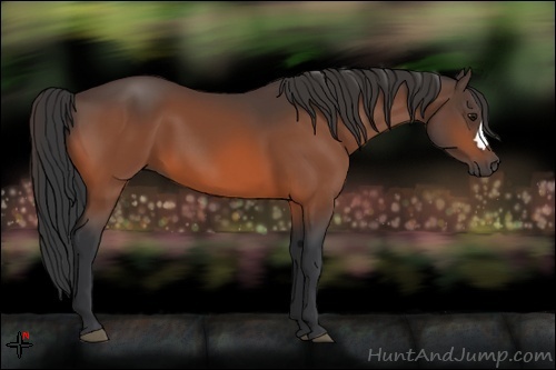Horse Color:Bay 