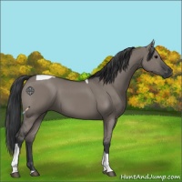 Horse Color:Grullo Tobiano 
