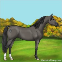 Horse Color:Grullo 