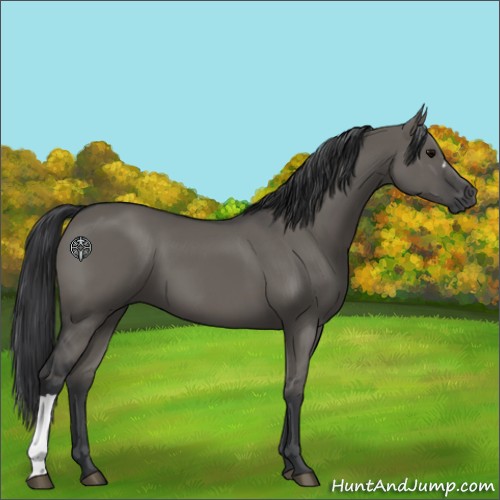 Horse Color:Grullo 
