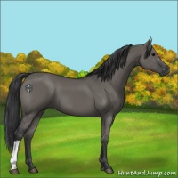 Horse Color:Grullo 