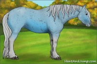 Horse Color:ERROR: UNKNOWN ANOMALY
