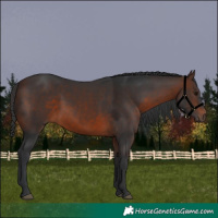 Horse Color:Brown 
