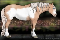Horse Color:Silver Amber Champagne Frame 