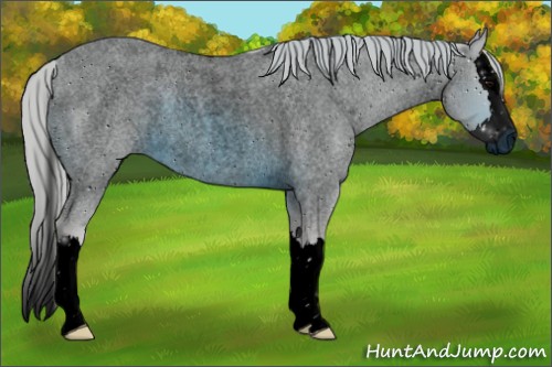Horse Color:ERROR: UNKNOWN ANOMALY