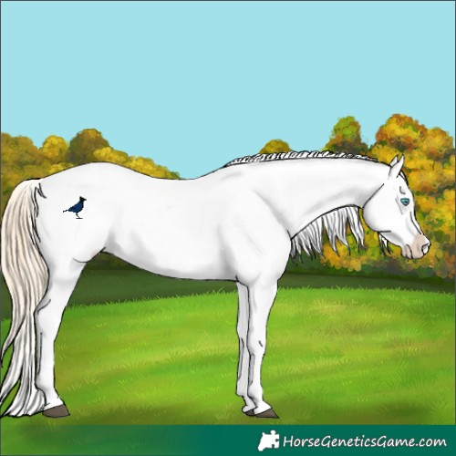 Horse Color:Buckskin Pearl Blanket
