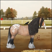 Horse Color:Bay Roan Splash Appaloosa