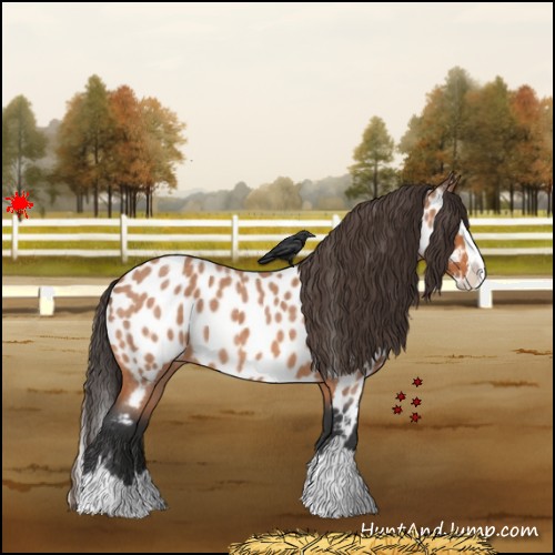 Horse Color:Bay Roan Splash Appaloosa 