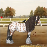 Horse Color:Bay Roan Splash Appaloosa
