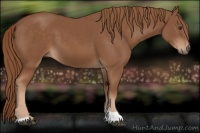 Horse Color:Chestnut Tobiano