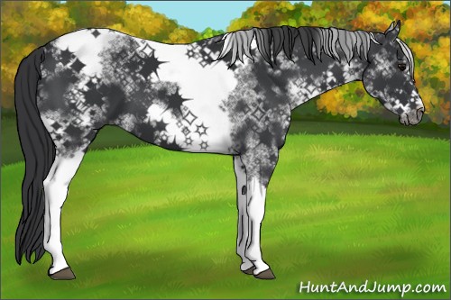 Horse Color:White Spotted Black Tobiano Frame 