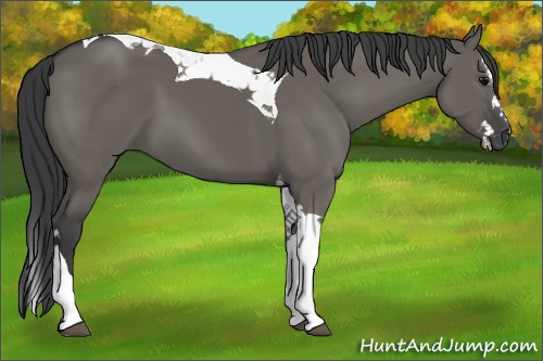 Horse Color:Grullo Splash Tobiano