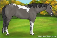 Horse Color:Grullo Splash Tobiano