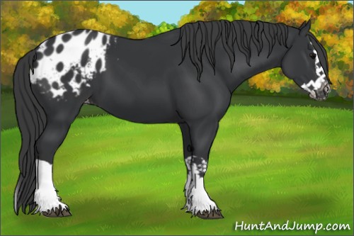 Horse Color:Black Splash Blanket