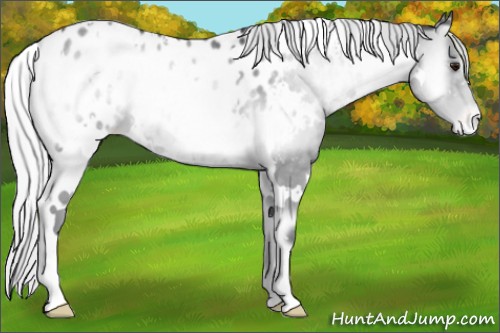 Horse Color:White Spotted Silver Blue Onyx Chinchilla Roan Appaloosa 