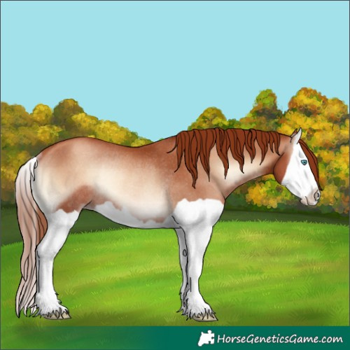 Horse Color:Unknown 