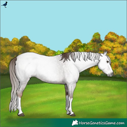 Horse Color:Gray Red Roan Splash 