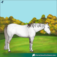 Horse Color:Gray Red Roan Splash 