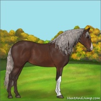 Horse Color:Silver Brown