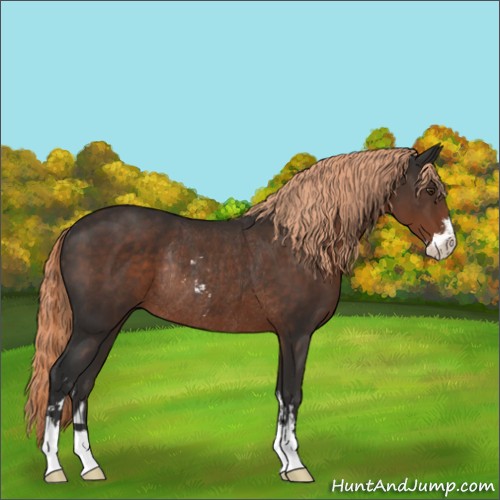 Horse Color:Liver Chestnut Sabino Rabicano