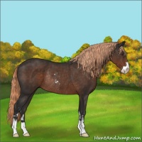 Horse Color:Liver Chestnut Sabino Rabicano 