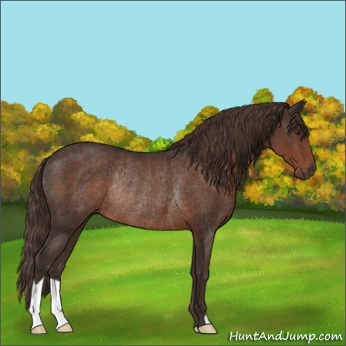 Horse Color:Liver Chestnut Rabicano 