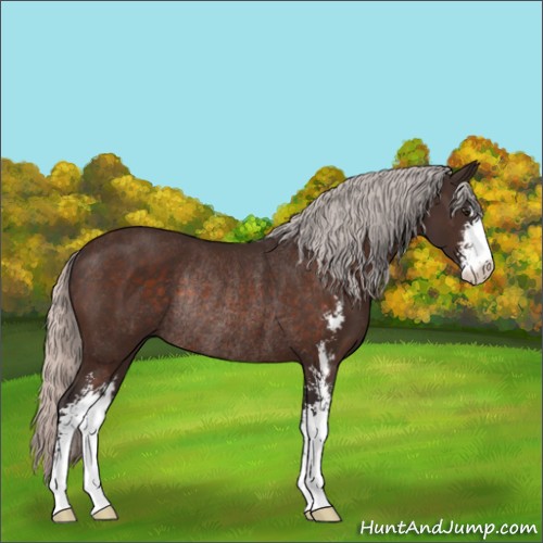 Horse Color:Silver Brown Sabino Rabicano