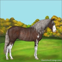 Horse Color:Silver Brown Sabino Rabicano 