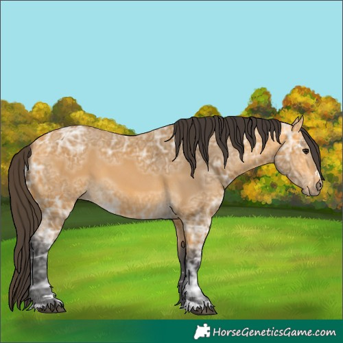 Horse Color:Buckskin Ice 