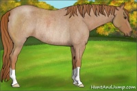 Horse Color:Red Roan Rabicano 