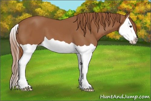 Horse Color:Chestnut Splash