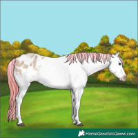 Horse Color:Painted White Spotted Bay Dun Splash Frame Appaloosa Rabicano 