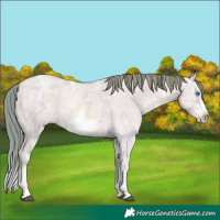 Horse Color:Watercolor Grullo Ice Pearl Sabino Splash Frame 