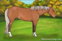 Horse Color:Silver Bay Roan