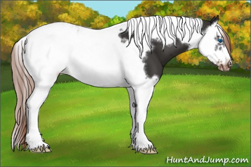 Horse Color:Liver Chestnut Splash Tobiano Frame Appaloosa 