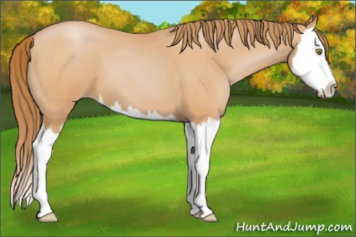Horse Color:Bay Roan Pearl Splash 