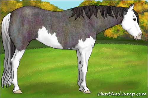 Horse Color:Midnight Bay Ice Roan Splash