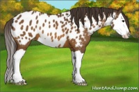 Horse Color:Buckskin Splash Blanket