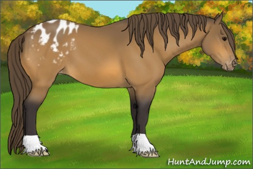 Horse Color:Buckskin Appaloosa 