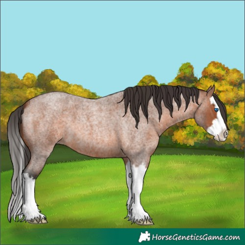 Horse Color:Bay Roan Splash