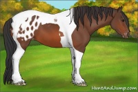 Horse Color:Bay Tobiano Appaloosa 