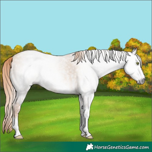 Horse Color:Gray White Spotted Gold Champagne Ice Dun 