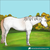 Horse Color:Gray White Spotted Gold Champagne Ice Dun