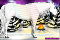 Horse Color:Gray White Spotted Bay Splash Appaloosa 