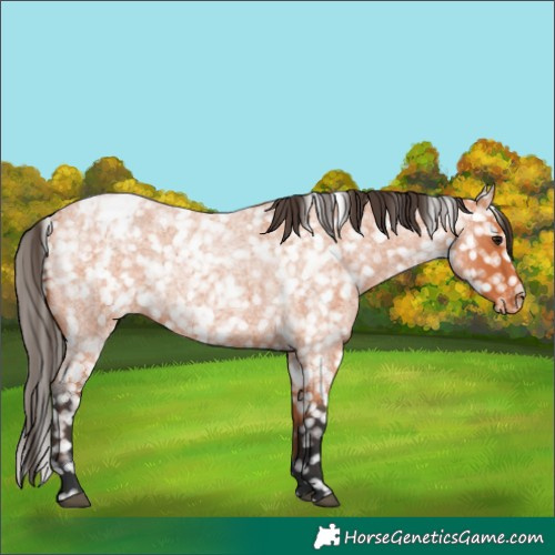 Horse Color:Bay Roan Snowflake Varnish