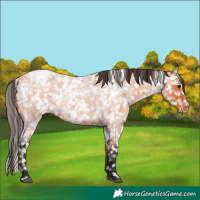 Horse Color:Bay Roan Appaloosa 