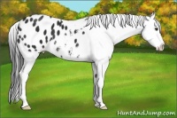 Horse Color:Liver Chestnut Appaloosa 